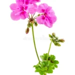 Άρωμα γεράνι